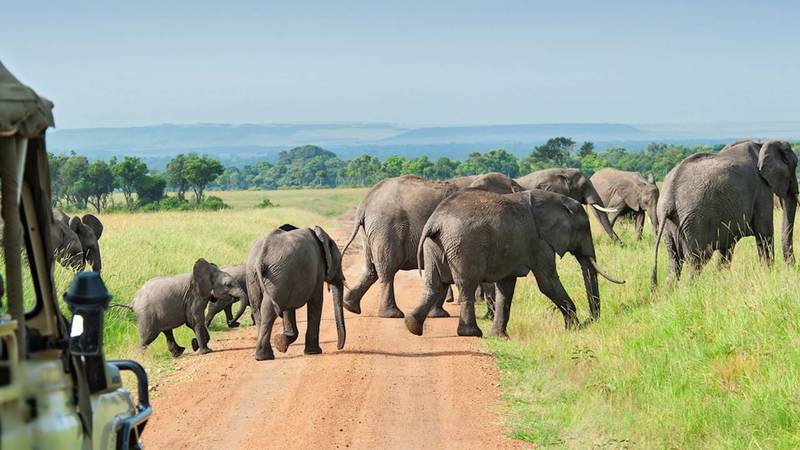 Elephants in Nyerere National Park