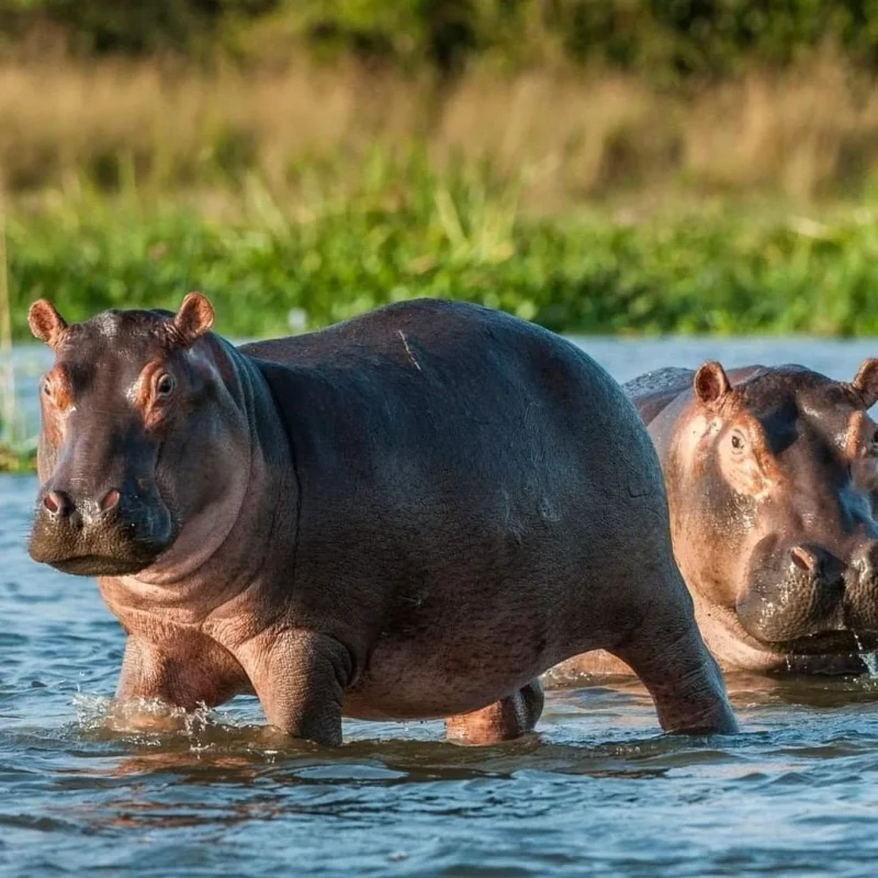Hippos in Nyerere National Park