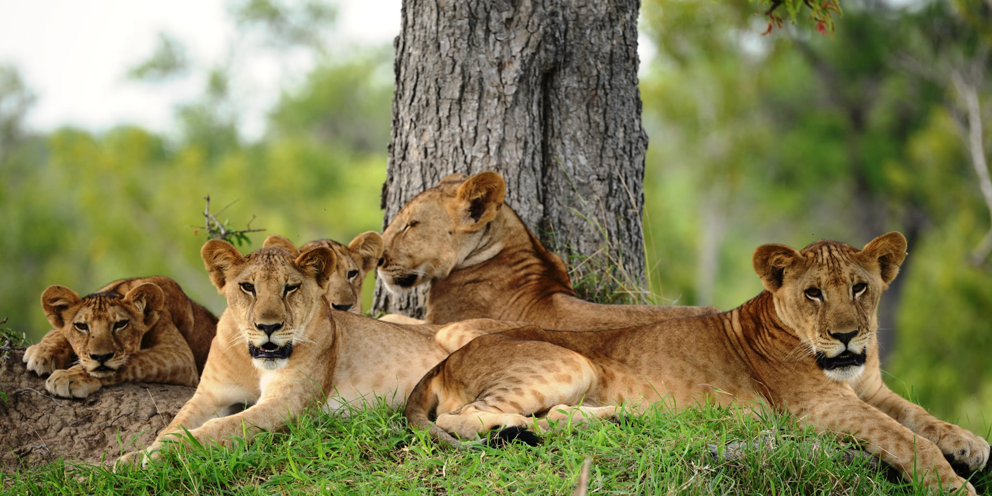 Lion in Nyerere National Park