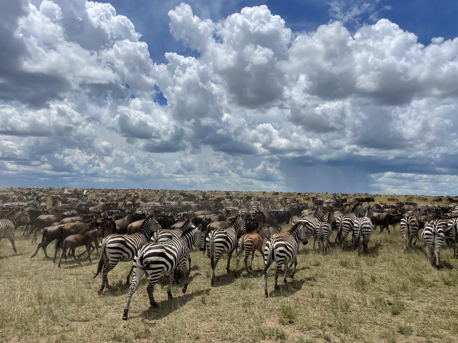 Wildlife in Nyerere National Park