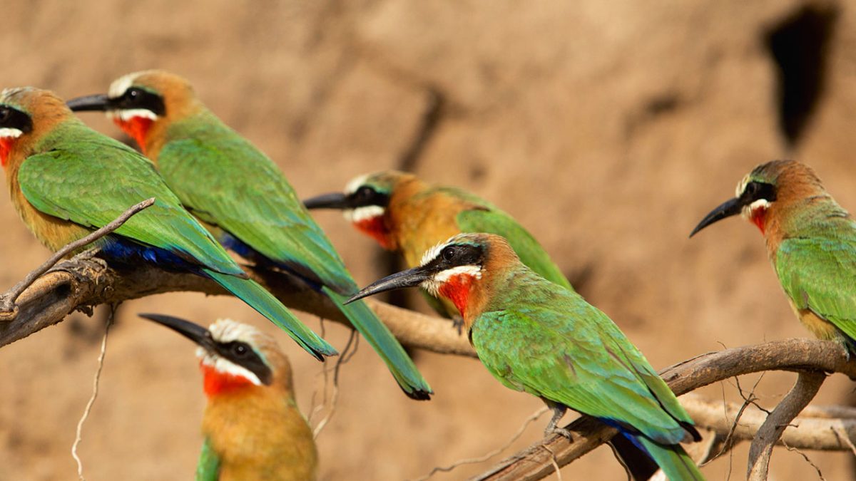 Birding in Rwanda
