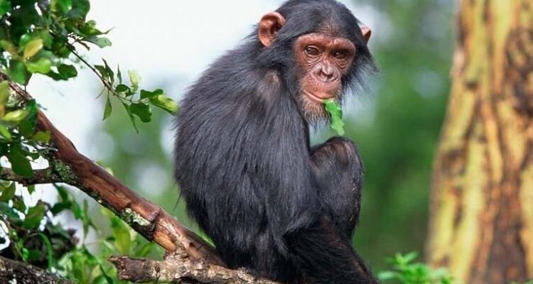 Chimpanzee experience in Rwanda
