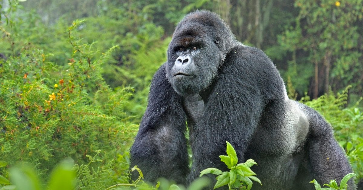 Gorilla trekking in Rwanda