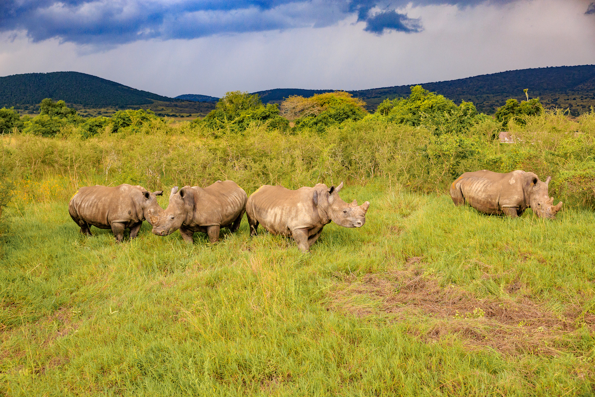 Wildlife safari in Rwanda