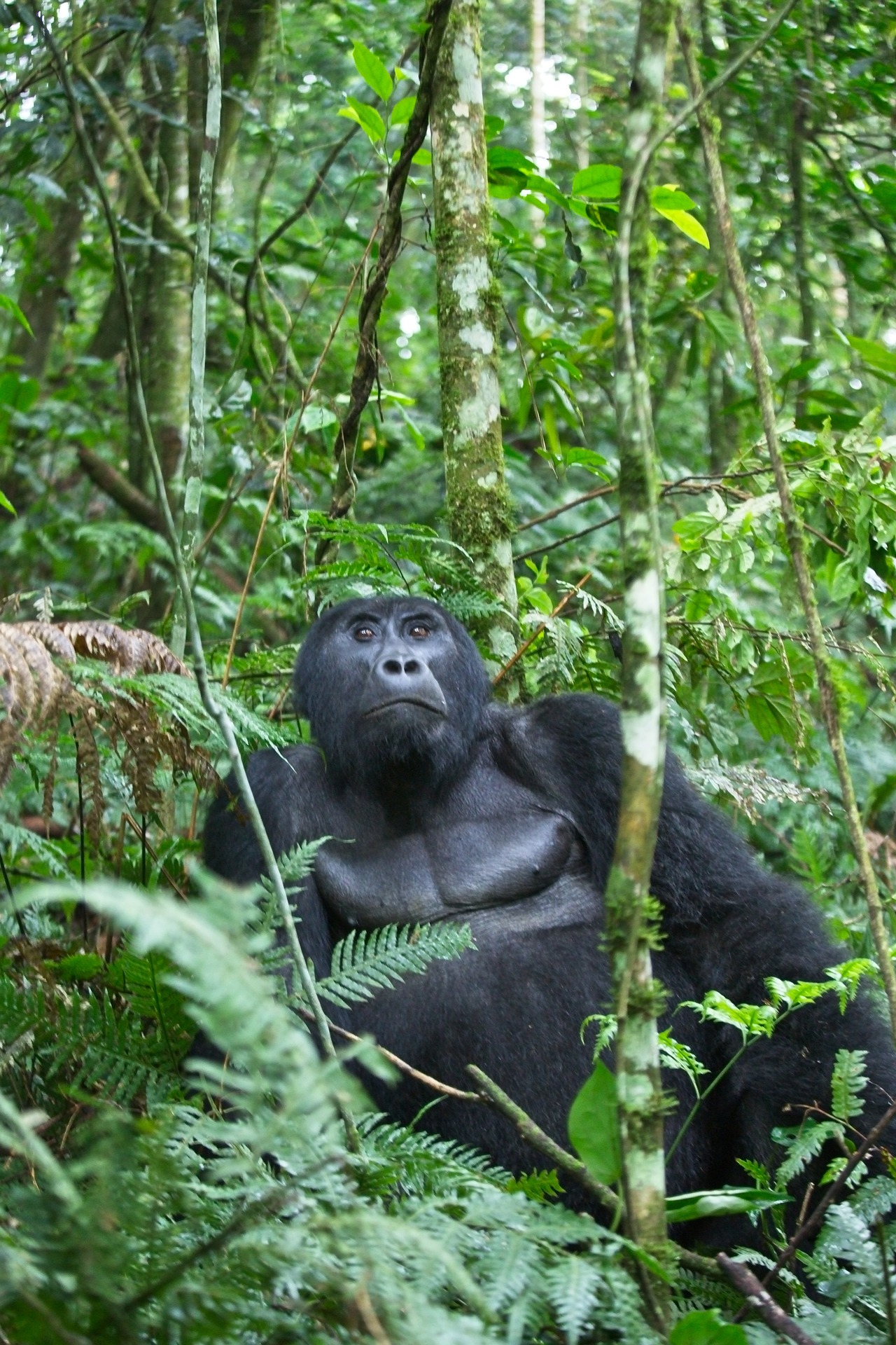 Rwanda