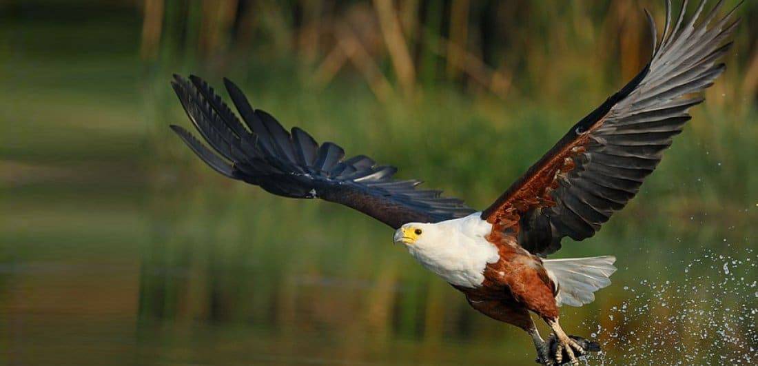 Birdwatching in Saadani