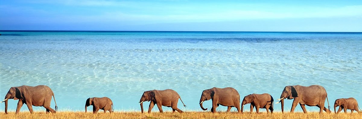 Elephants in Saadani National Park