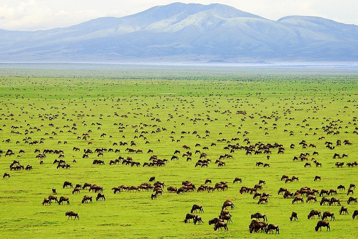 Wildlife in Saadani National Park