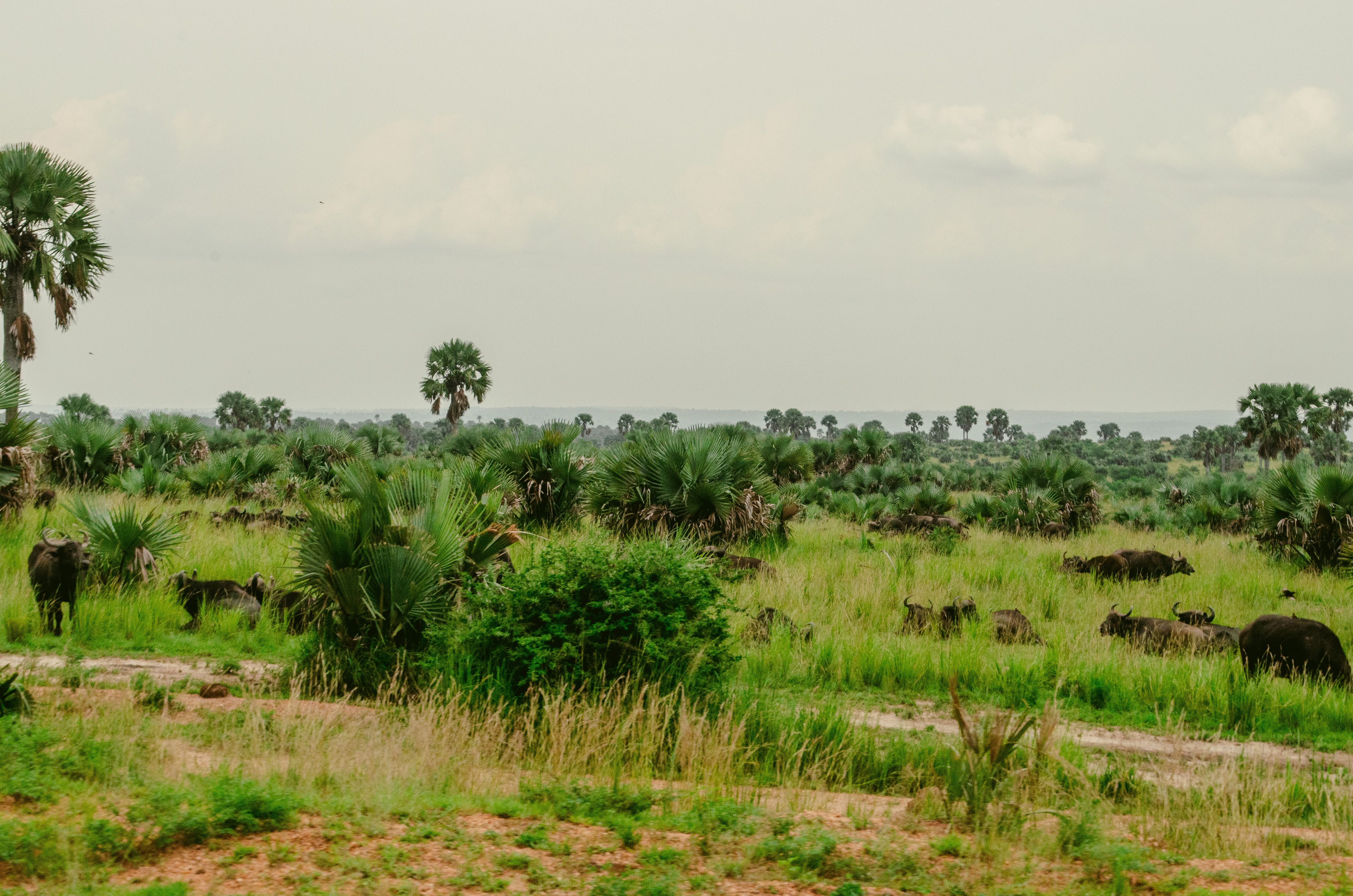 Saadani National Park