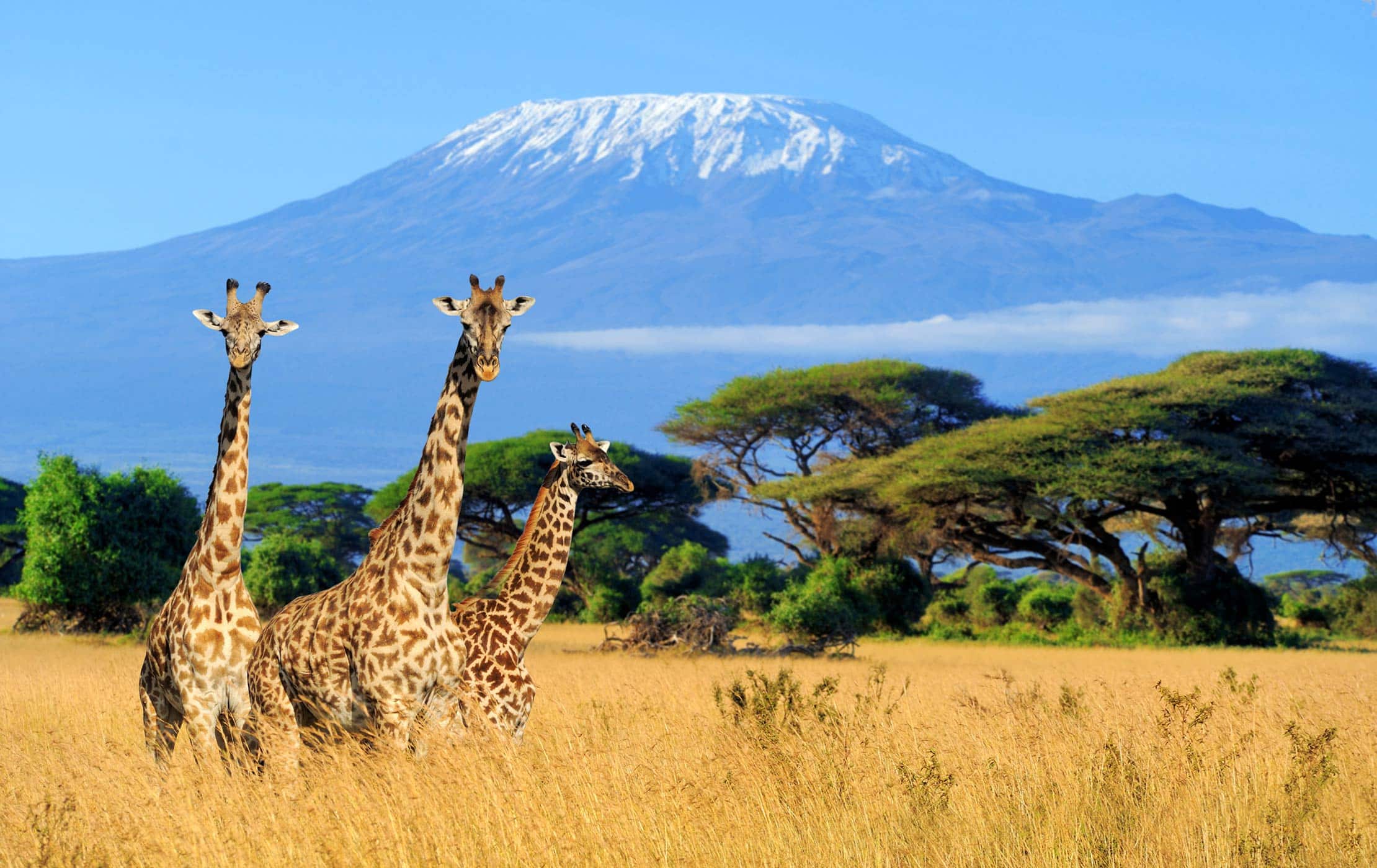 Safari and Kilimanjaro combination