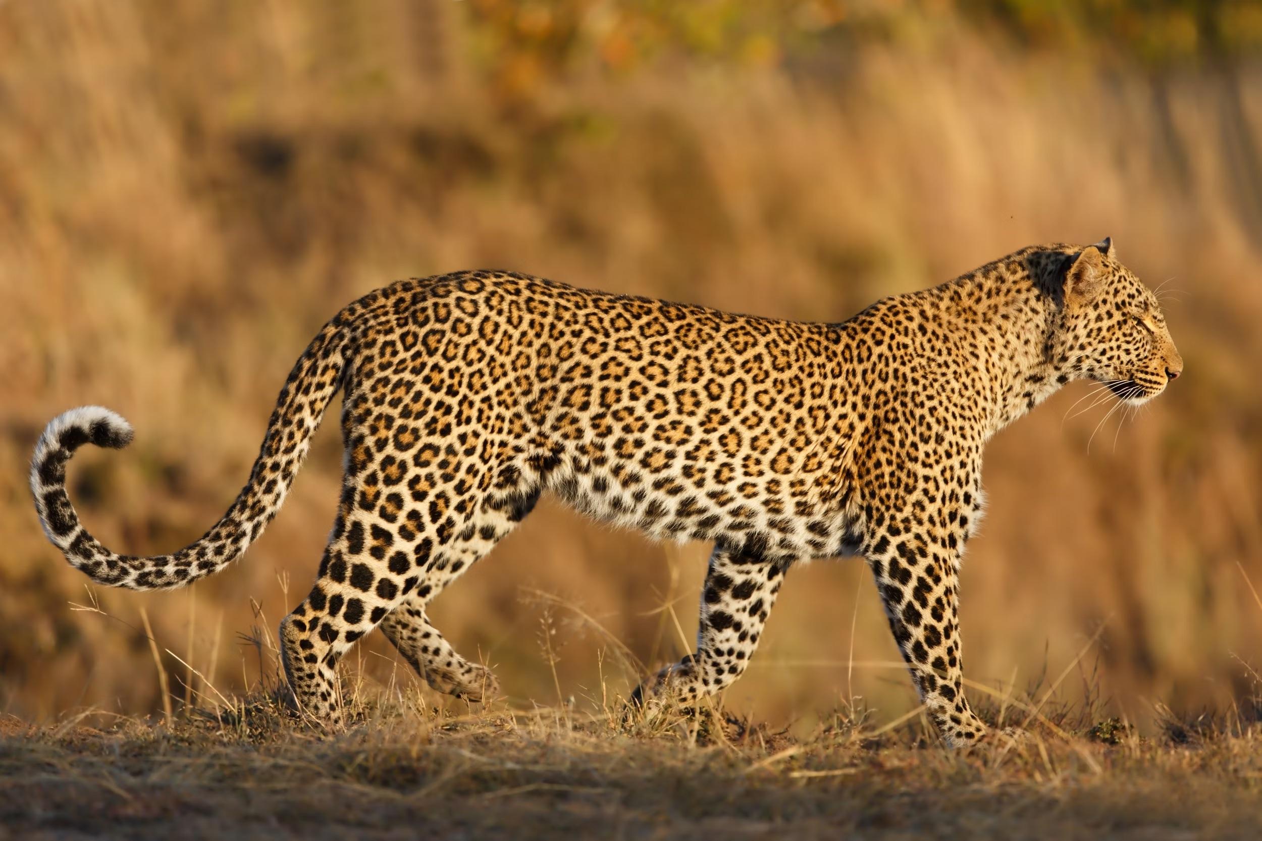 Cheetah in Serengeti National Park