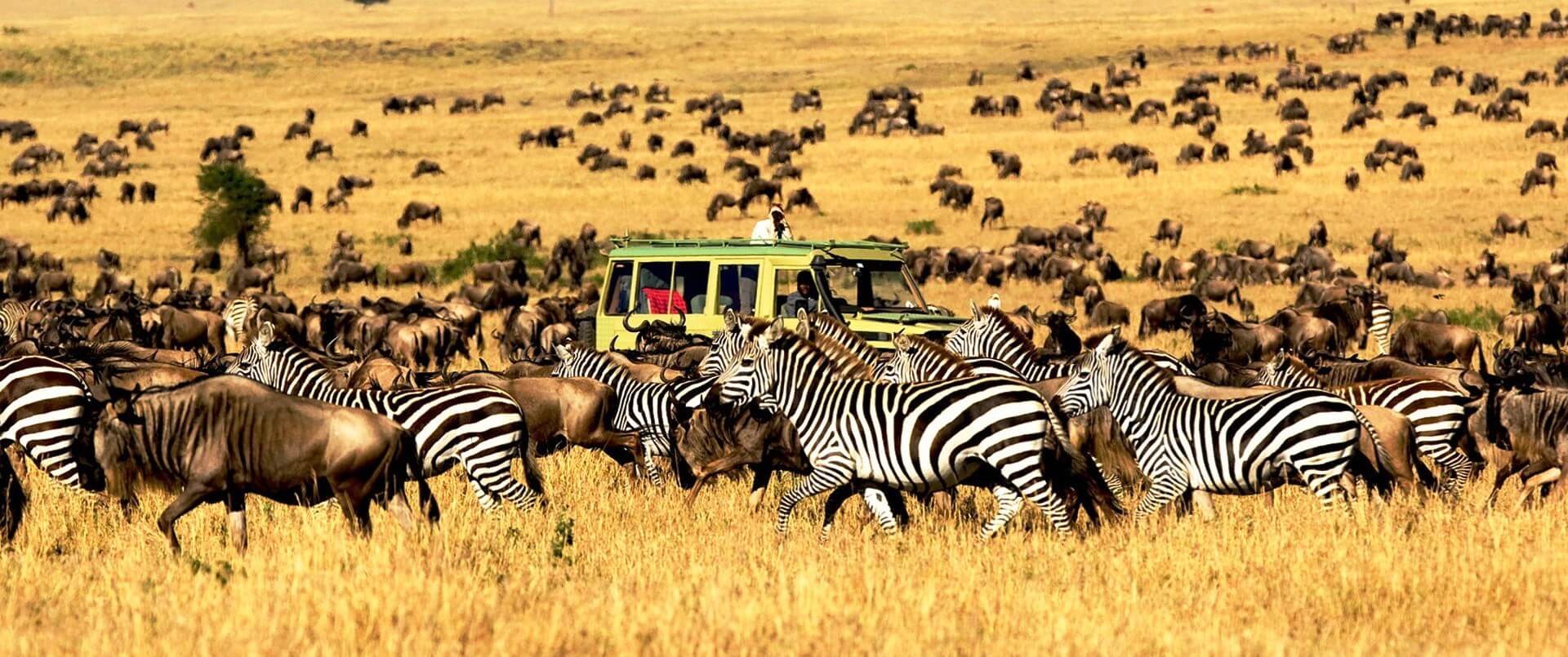 Game drive in Serengeti