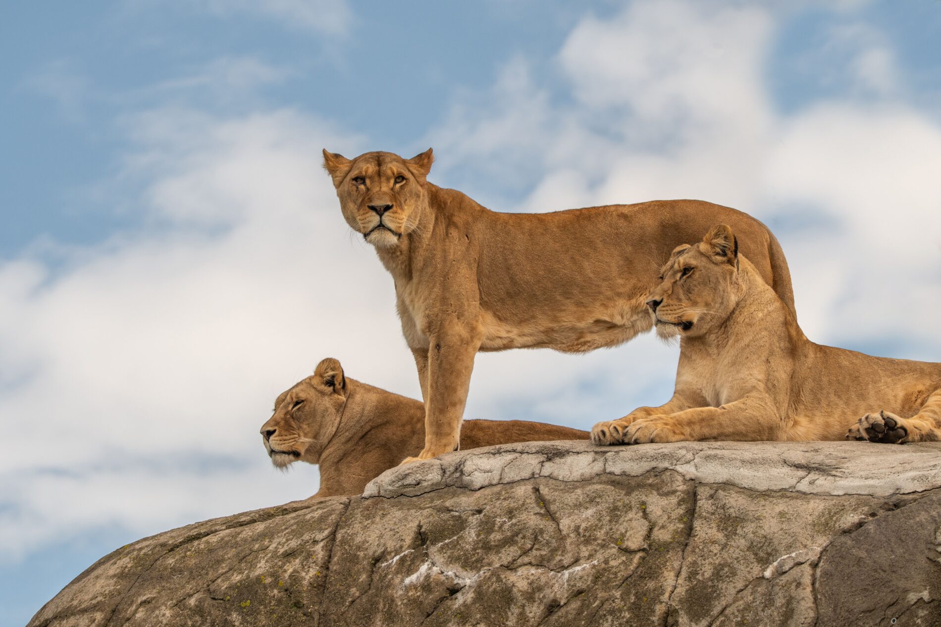 Rocky kopjes in Serengeti