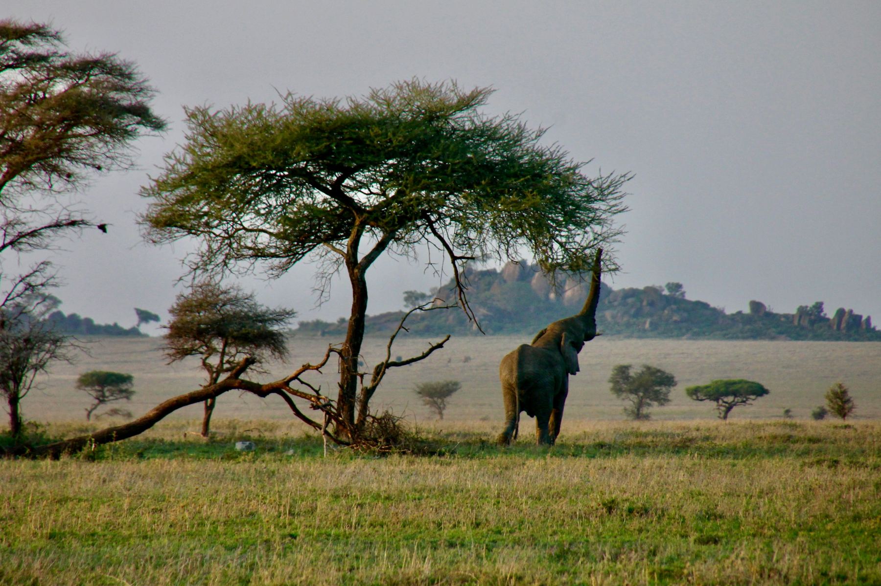 Serengeti National Park landscape Tanzania
