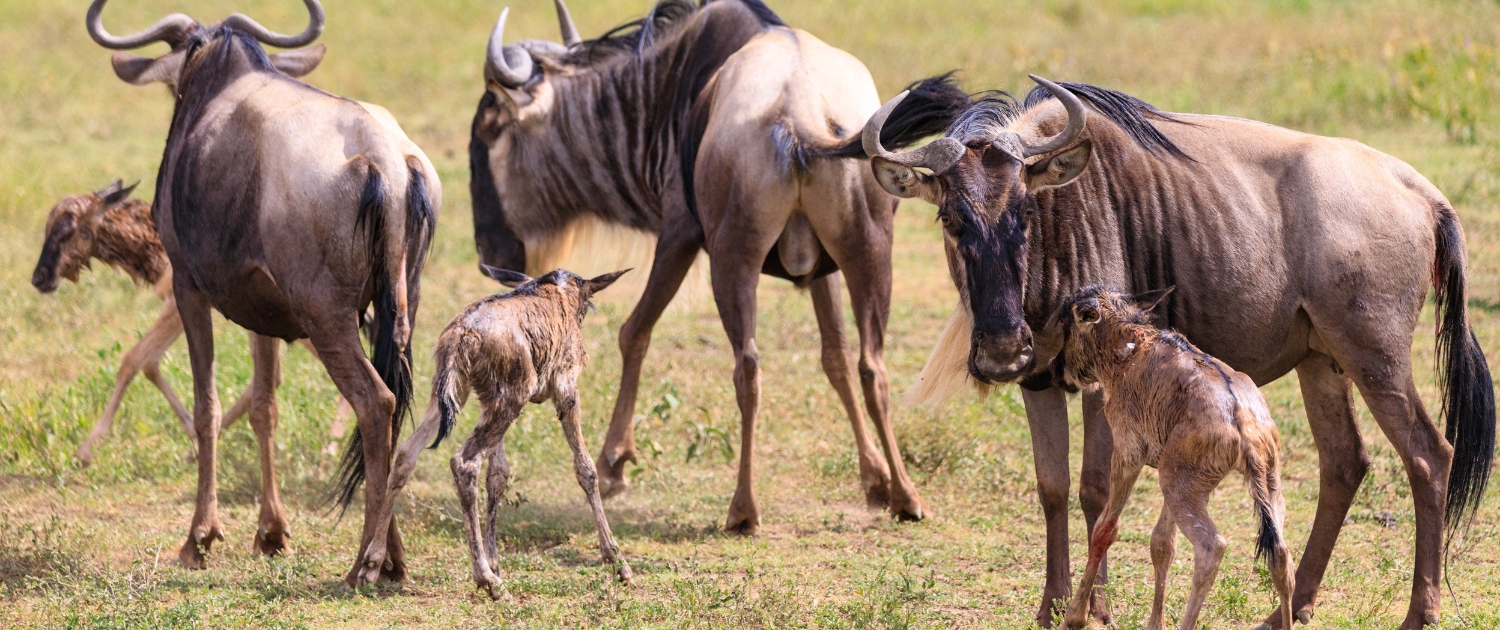 Wildlife photography in Serengeti