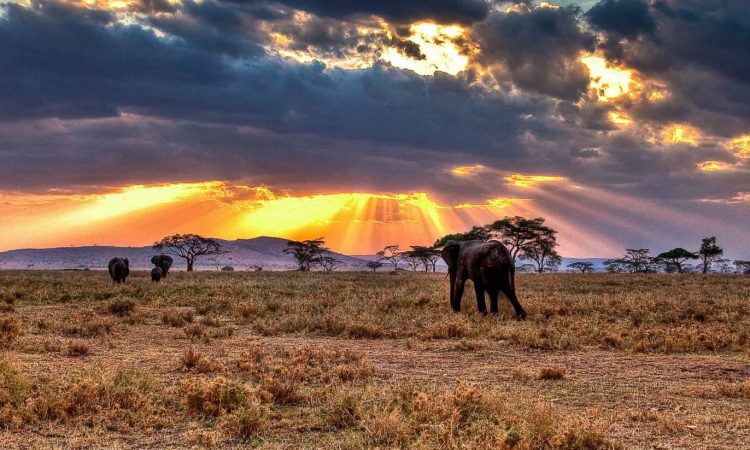 Endless plains of Serengeti