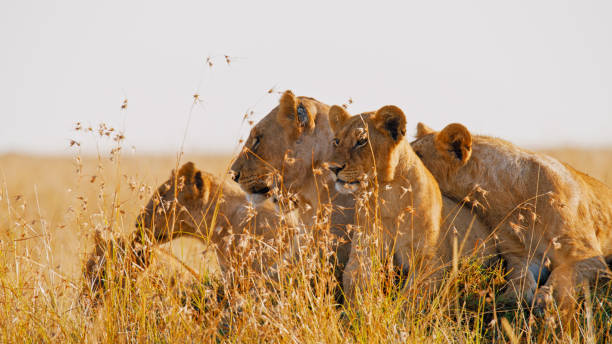 Predators in Serengeti National Park