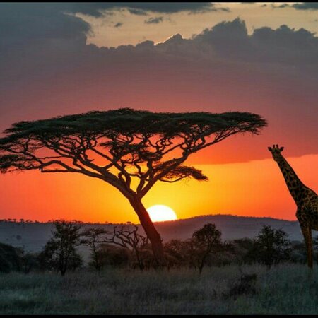Sunset over Serengeti plains