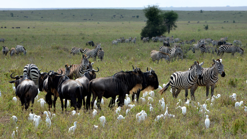 Wildlife and landscape in Serengeti