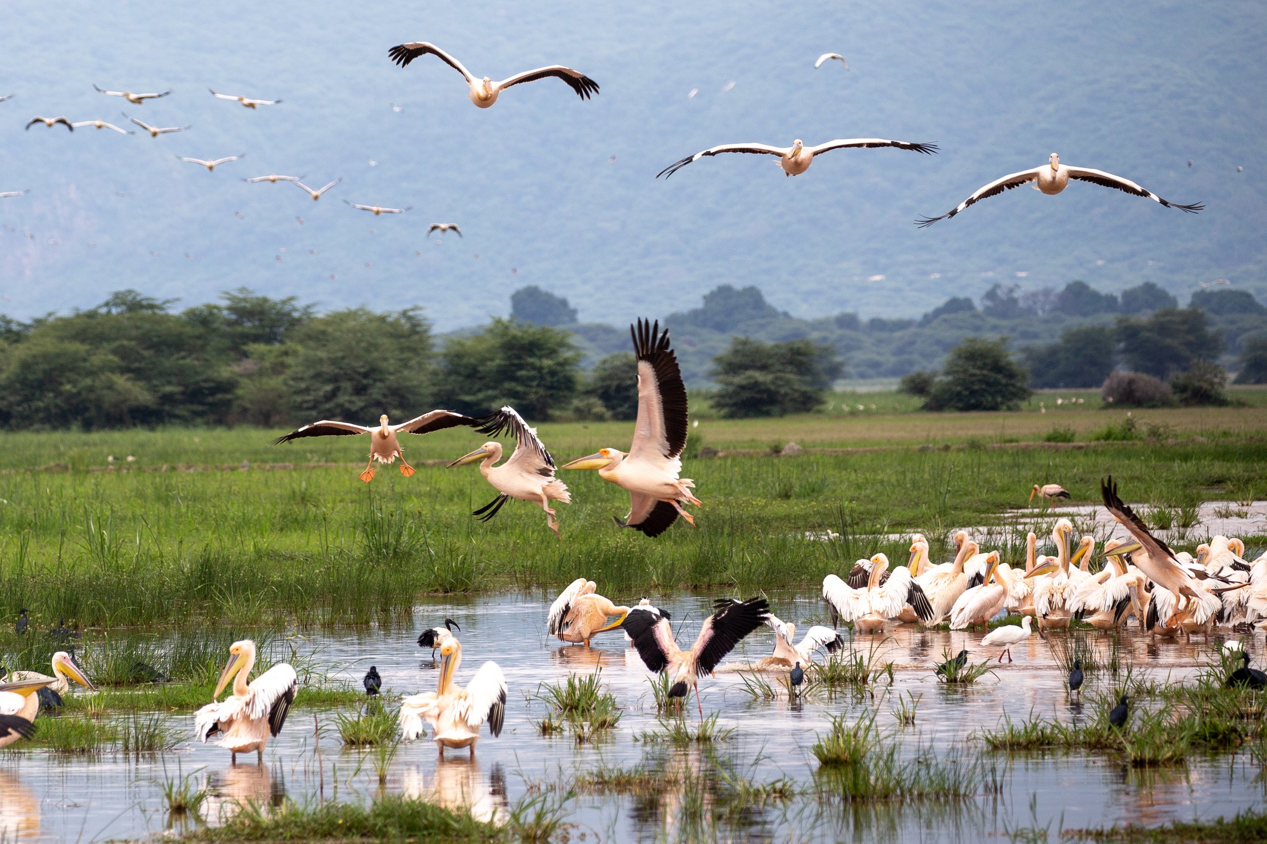 Birding experience in Tanzania