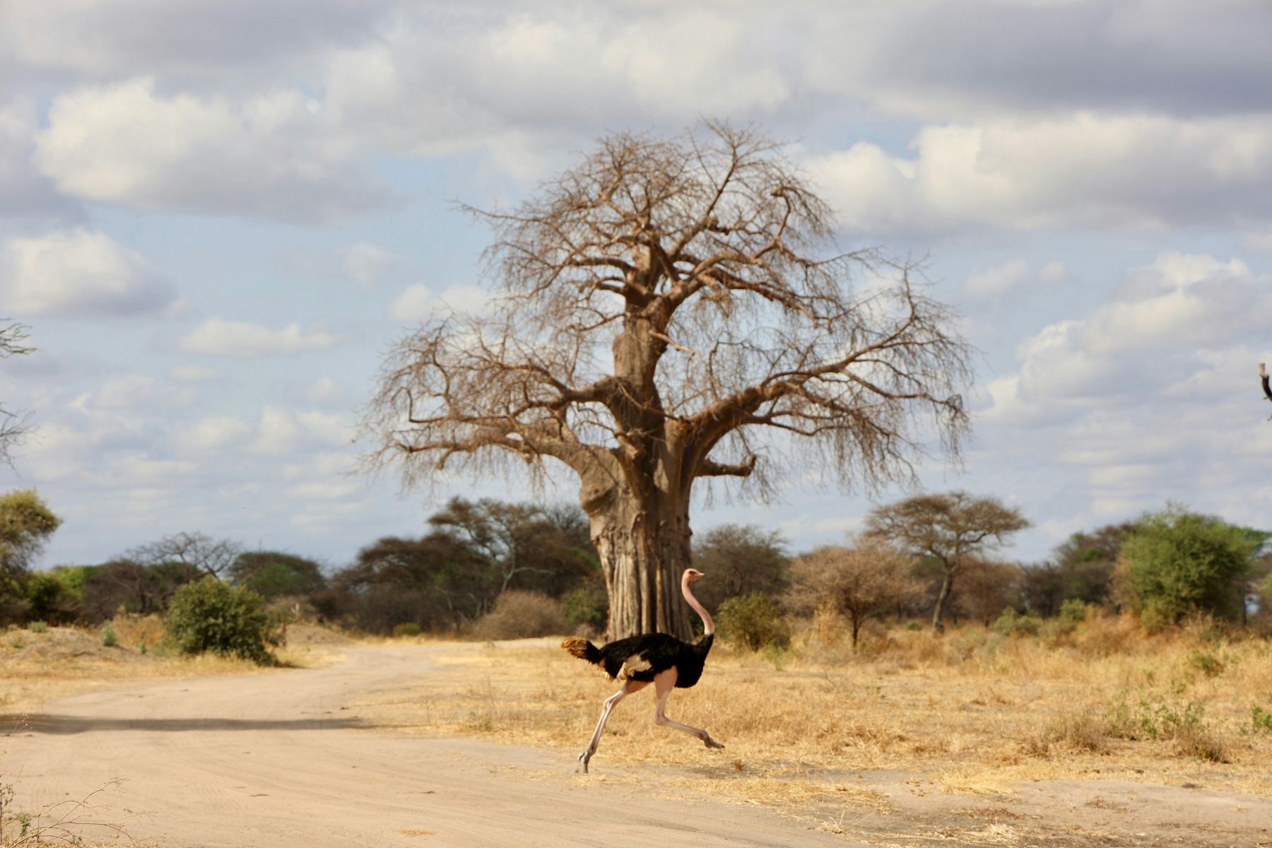 Ancient baobab trees in Tarangire