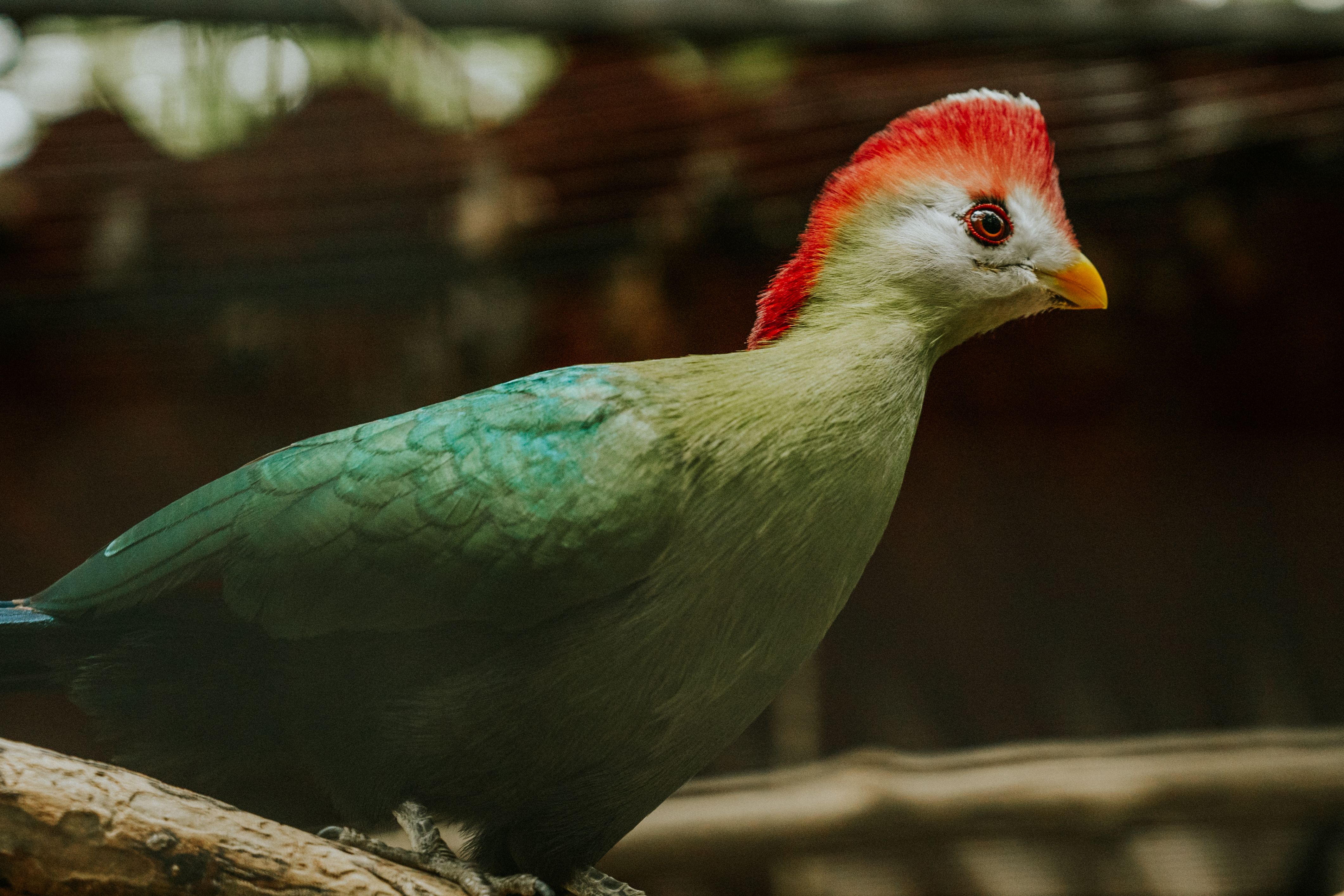 Birdlife in Tarangire National Park