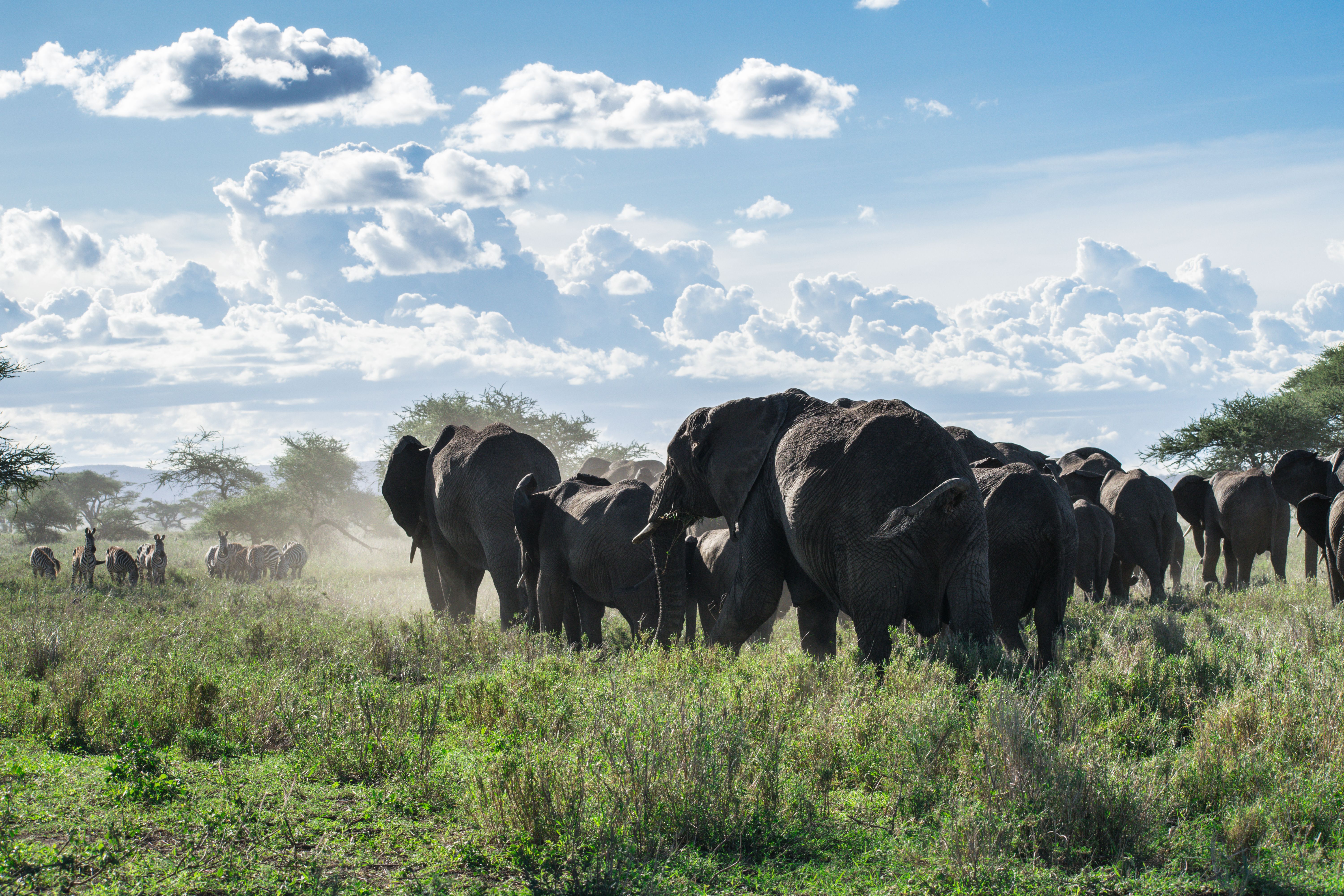 Elephants in Tarangire National Park