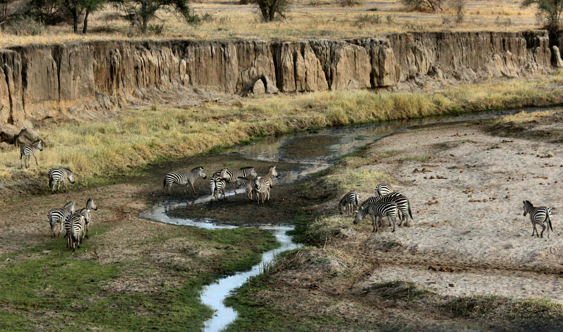 Safari photography in Tarangire