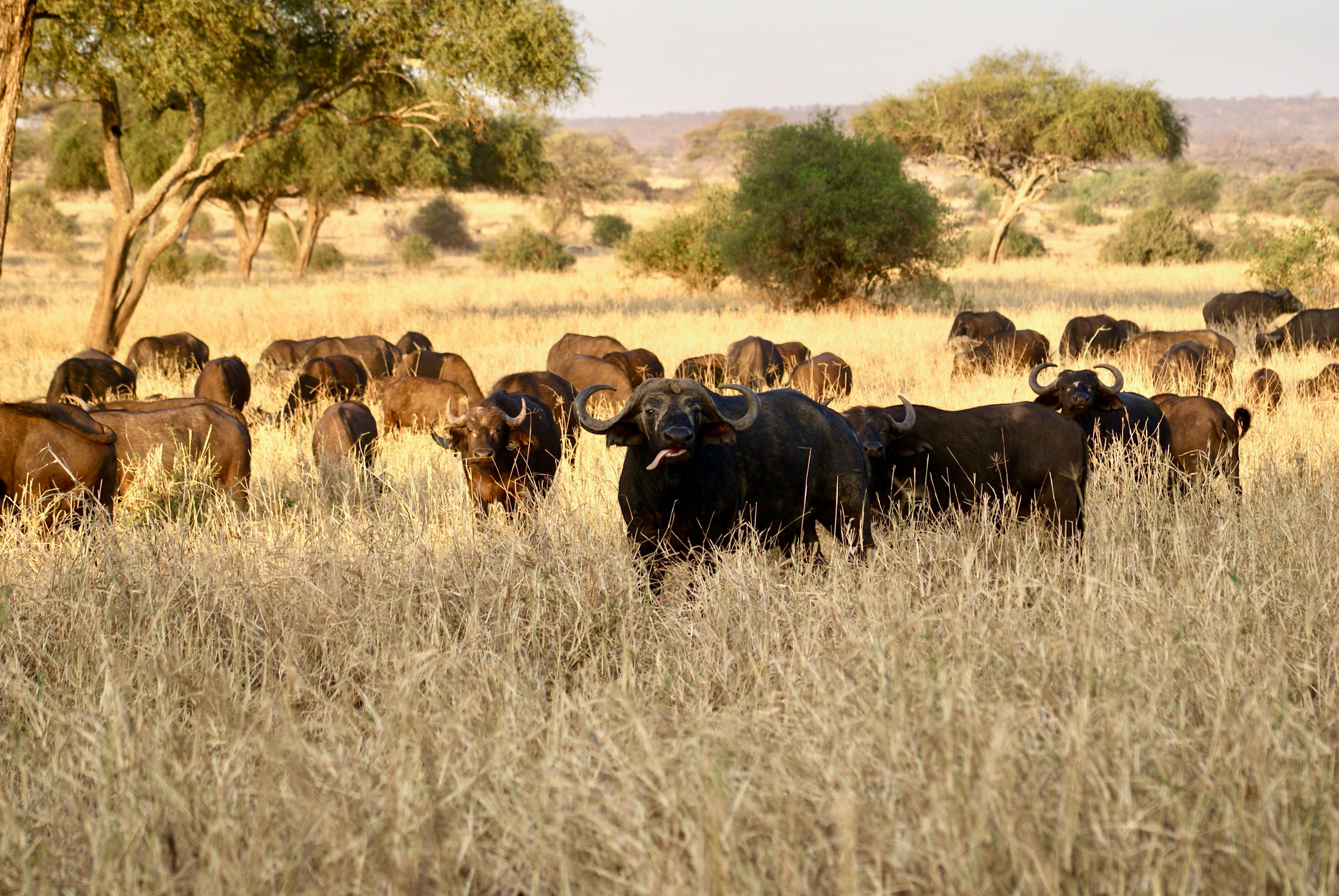 Wildlife experience in Tarangire National Park