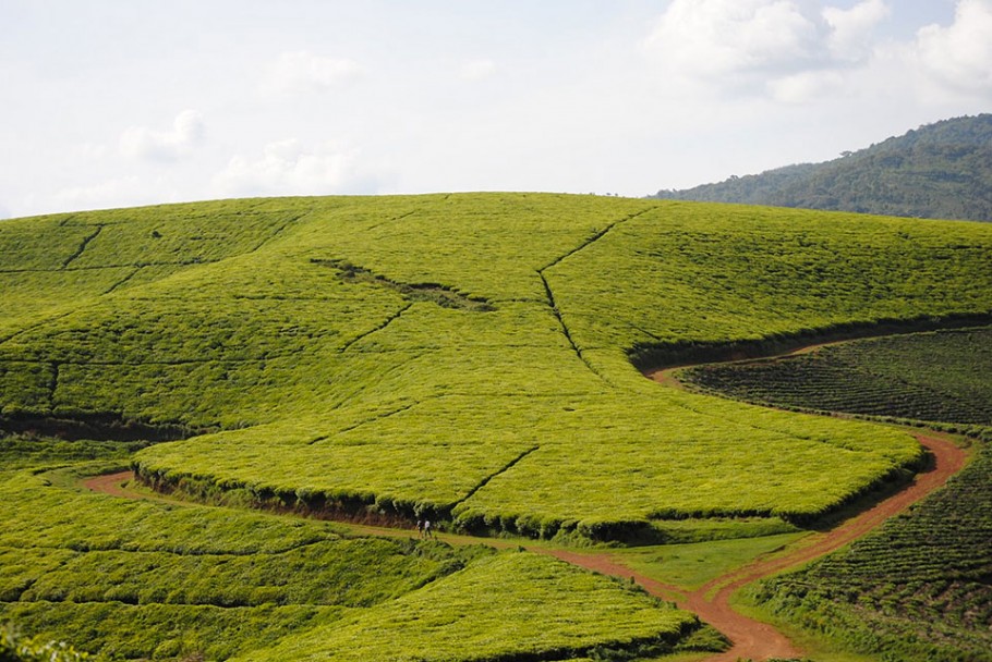 Teza tea plantations