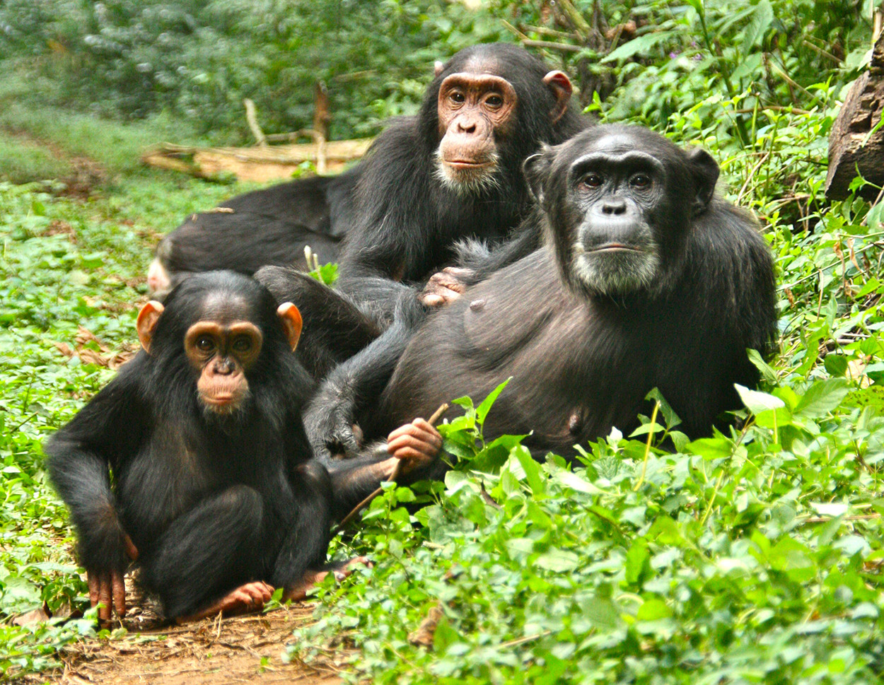 Chimpanzee trekking in Uganda