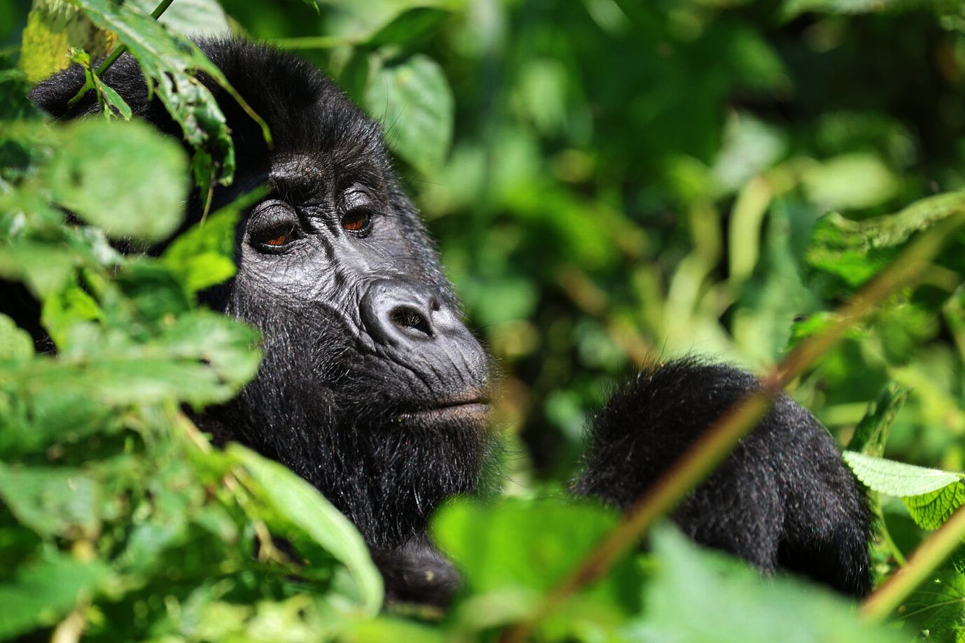 Gorilla trekking in Uganda