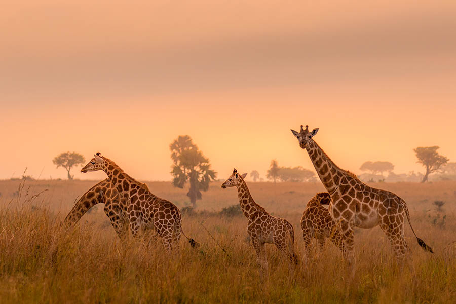 Uganda safari landscape