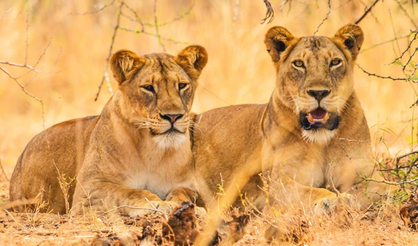 Wildlife safari in Uganda
